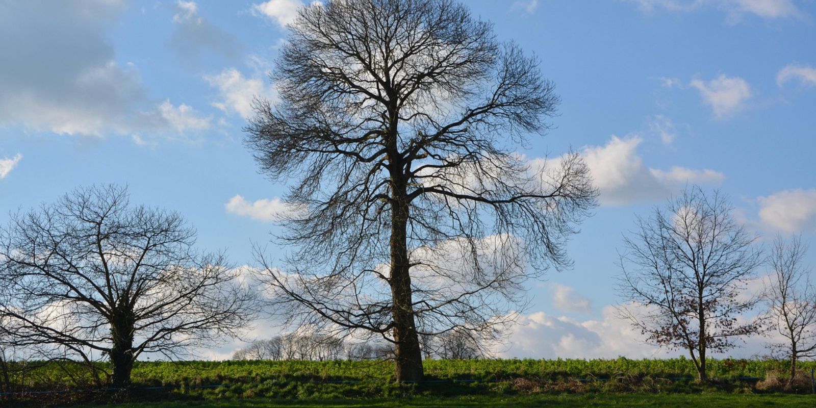 Comprendre la dormance